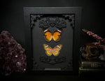 Red Lace Wing Butterly Pair