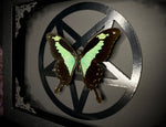 Apple Green Butterfly Inverted Pentagram