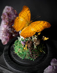 Cruiser Butterfly Dome