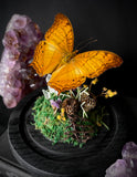 Cruiser Butterfly Dome