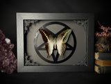 Acid Nymph Butterfly Inverted Pentagram