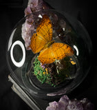 Cruiser Butterfly Dome