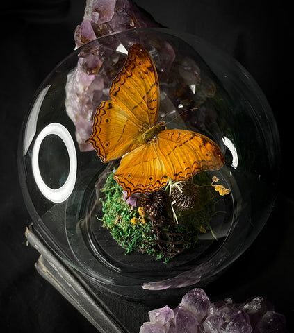 Cruiser Butterfly Dome