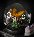 Cruiser Butterfly Dome