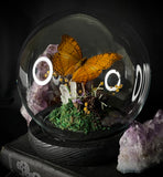 Cruiser Butterfly Dome