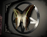 Acid Nymph Butterfly Inverted Pentagram