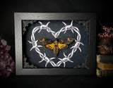 Deaths Head Moth Barbwire Heart