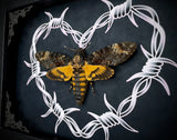 Deaths Head Moth Barbwire Heart