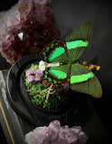 Emerald Swallowtail Dome