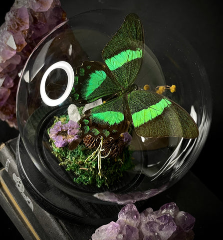 Emerald Swallowtail Dome