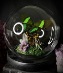 Emerald Swallowtail Dome