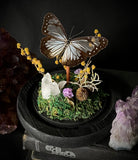 Glassy Tiger Butterfly Dome