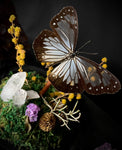 Glassy Tiger Butterfly Dome
