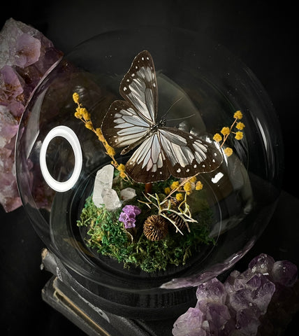Glassy Tiger Butterfly Dome