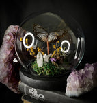 Glassy Tiger Butterfly Dome
