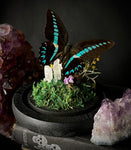 Blue Bottle Butterfly Dome