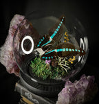 Blue Bottle Butterfly Dome