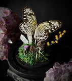 White Nymph Butterfly Dome
