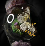White Nymph Butterfly Dome