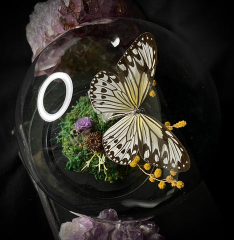 White Nymph Butterfly Dome