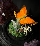 Orange Albatros Butterfly Dome