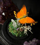 Orange Albatros Butterfly Dome