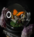 Orange Albatros Butterfly Dome