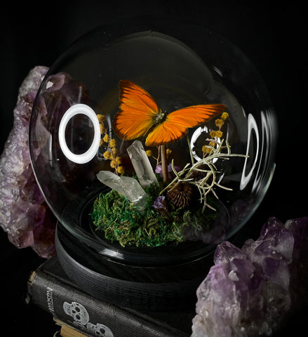 Orange Albatros Butterfly Dome