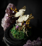 SwordTail Butterfly Dome