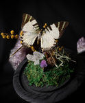 SwordTail Butterfly Dome