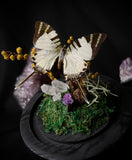 SwordTail Butterfly Dome