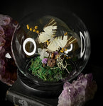 SwordTail Butterfly Dome