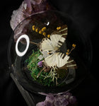 SwordTail Butterfly Dome