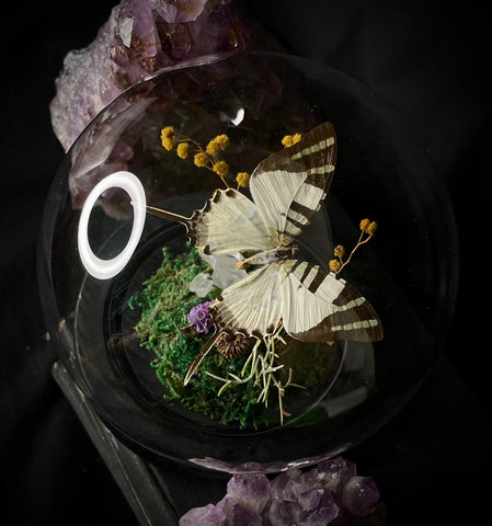 SwordTail Butterfly Dome