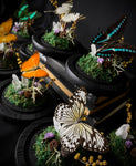 SwordTail Butterfly Dome