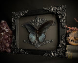 Great Mormon Butterfly
