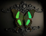 Emerald Swallowtail Butterfly