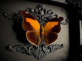 Orion Butterfly