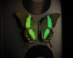 Emerald Swallowtail Butterfly