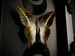 Acid Nymph Butterfly