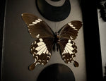 Black & White Helen Butterfly
