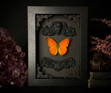 Orange Albatros Butterfly