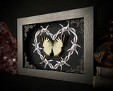 Decolor Swordtail Butterfly Barbwire Heart