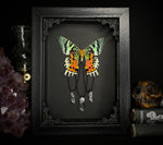 Sunset Moth Crystals