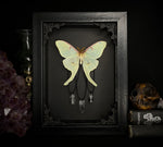 Luna Moth Crystals