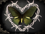 Belus Swallowtail Butterfly Barbwire Heart