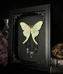 Luna Moth Crystals