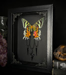 Sunset Moth Cross