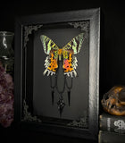 Sunset Moth Cross