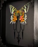 Sunset Moth Cross